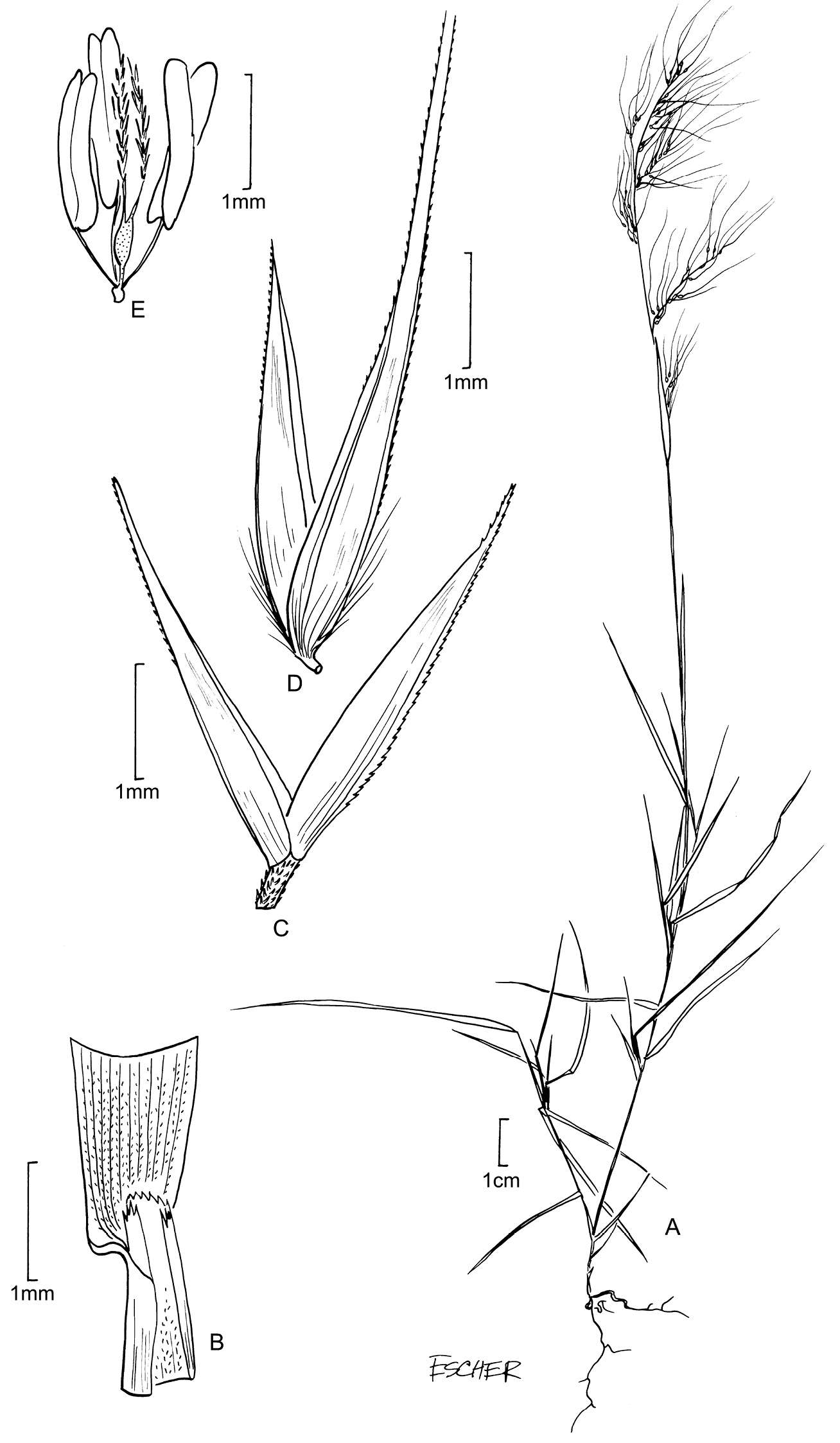 Image of Muhlenbergia flexuosa Hitchc.