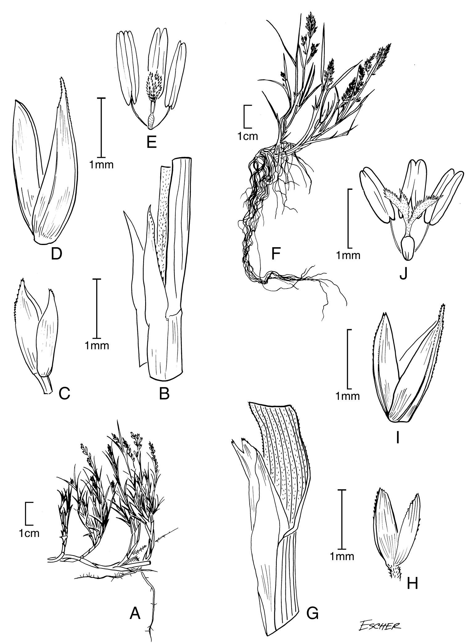 Image of Muhlenbergia ligularis (Hack.) Hitchc.