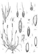 Plancia ëd Muhlenbergia monandra Alegría & Rúgolo
