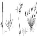 Muhlenbergia peruviana (P. Beauv.) Steud. resmi