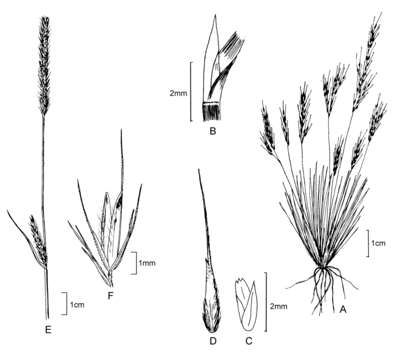 Plancia ëd Muhlenbergia peruviana (P. Beauv.) Steud.