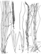 Plancia ëd Muhlenbergia rigida (Kunth) Kunth