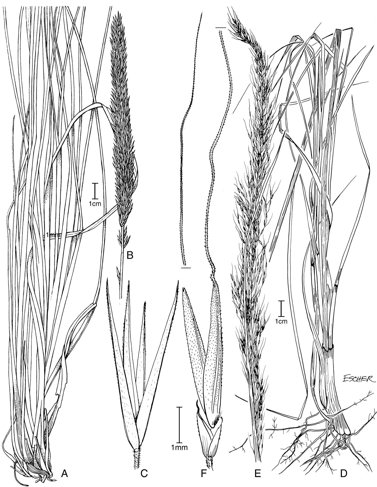 Plancia ëd Muhlenbergia rigida (Kunth) Kunth