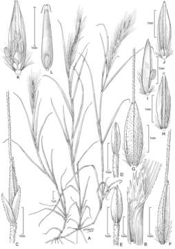 Image of <i>Muhlenbergia romaschenkoi</i> P. M. Peterson