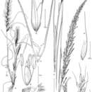 Image of Pereilema beyrichianum (Kunth) Hitchc.