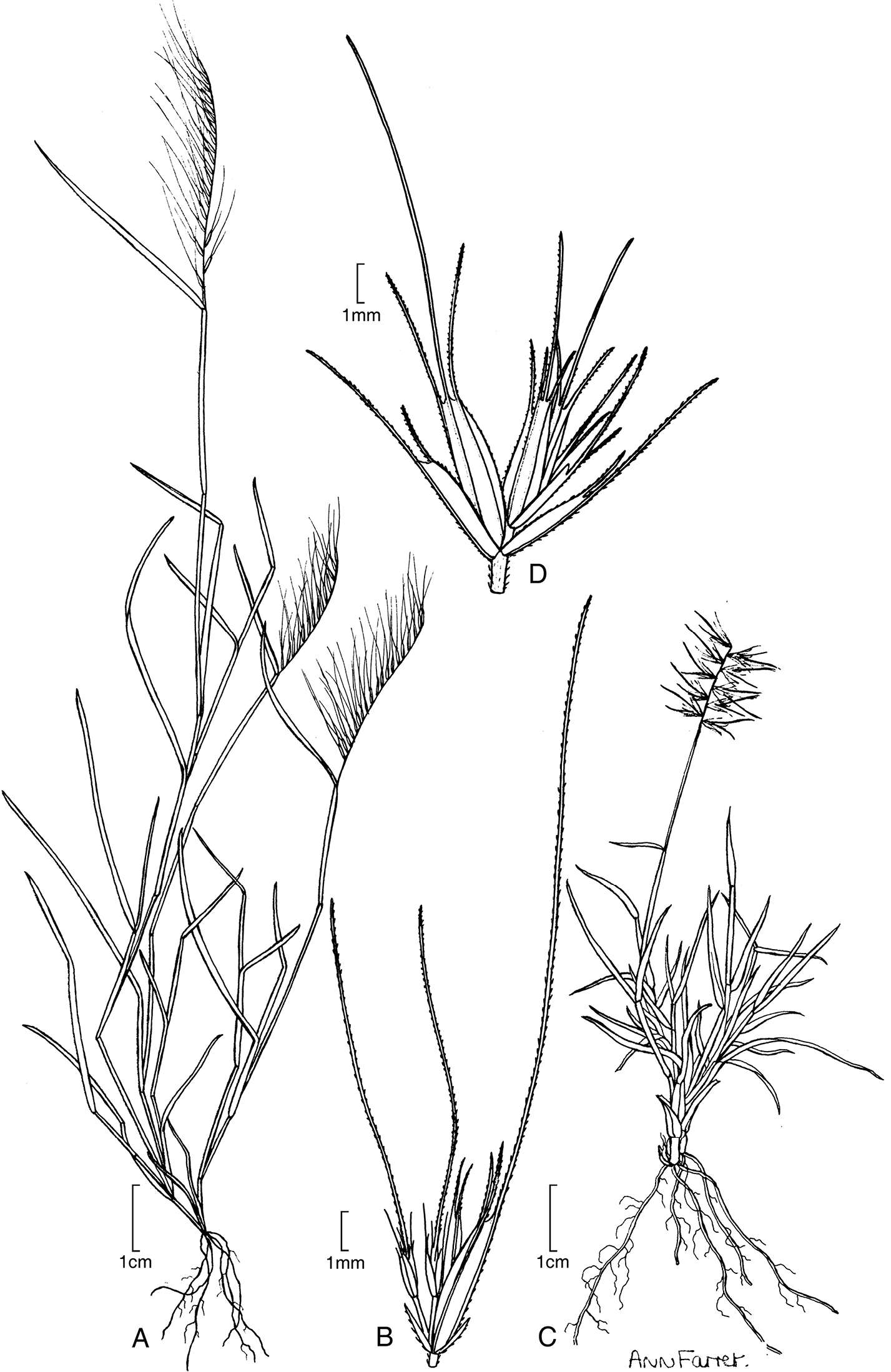 Image of Aegopogon