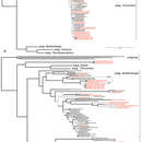 Sivun Muhlenbergia caxamarcensis Laegaard & Sánchez Vega kuva