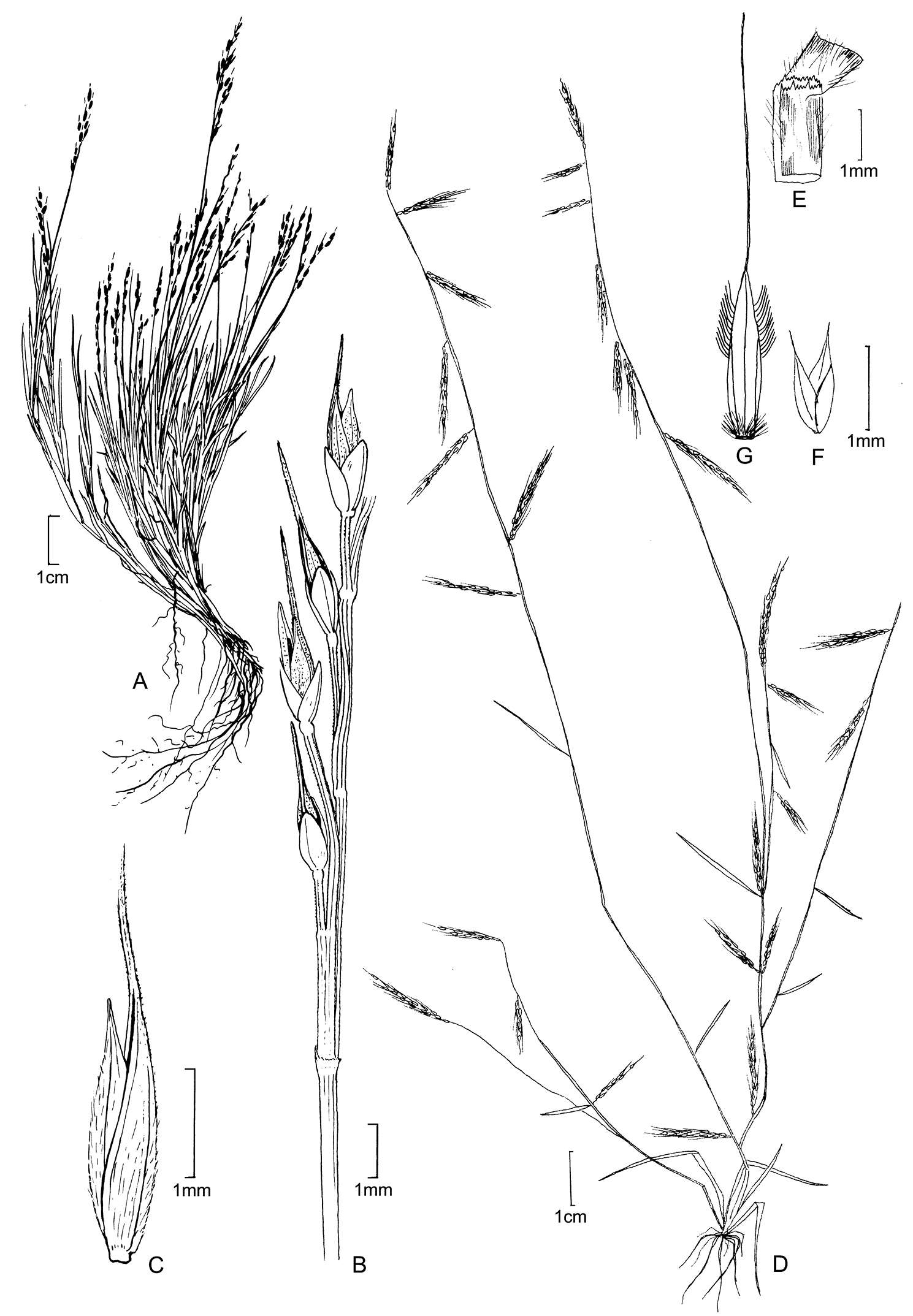 Plancia ëd Muhlenbergia ciliata (Kunth) Kunth
