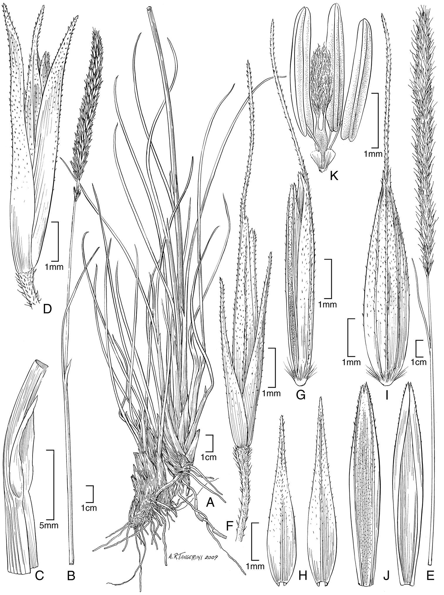 Image de Muhlenbergia angustata (J. Presl) Kunth