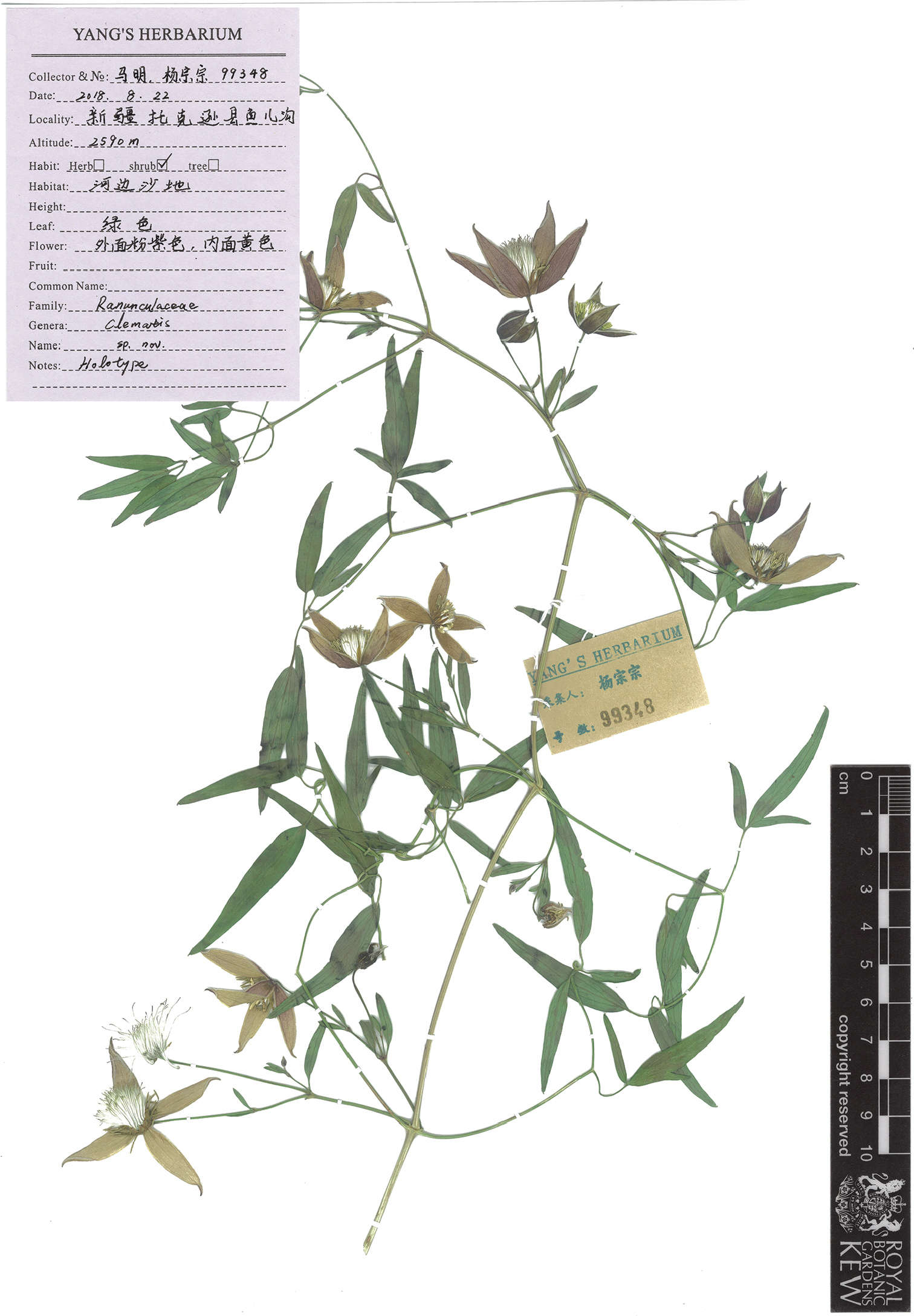 Ranunculaceae (rights holder: Jian He, Ru-Dan Lyu, Min Yao, Lei Xie, Zong-Zong Yang)