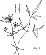 Image de <i>Clematis mae</i> Z. Z. Yang & L. Xie