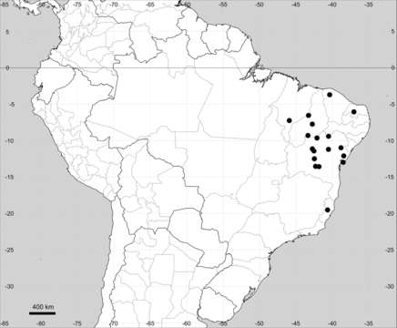 Sivun Microteaceae kuva