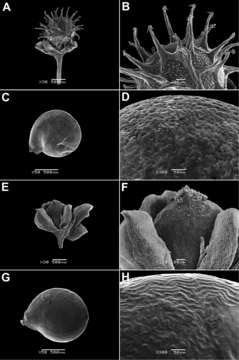 صورة <i>M. maypurensis</i> (Kunth) G. Don & Hort. Brit.