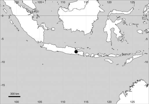 صورة <i>M. maypurensis</i> (Kunth) G. Don & Hort. Brit.