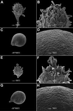 صورة <i>M. debilis</i> Sw. & Prodr.