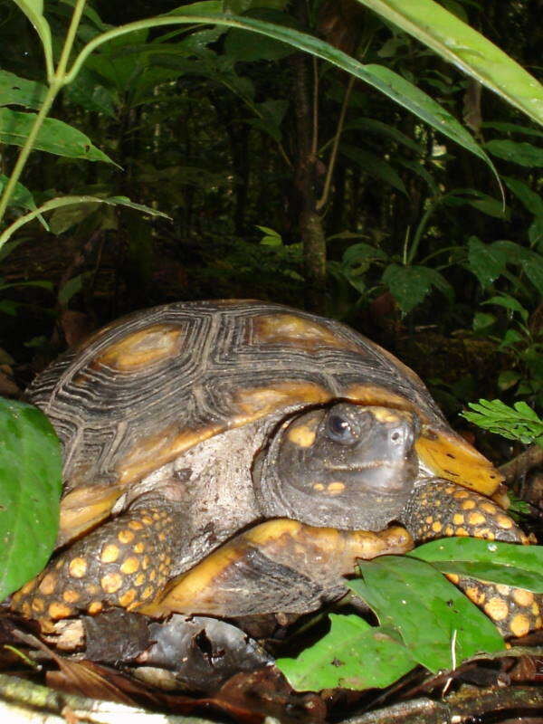 Image of Yellow-footed Tortoise