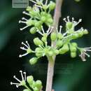 Sivun Vitis pseudoreticulata W. T. Wang kuva