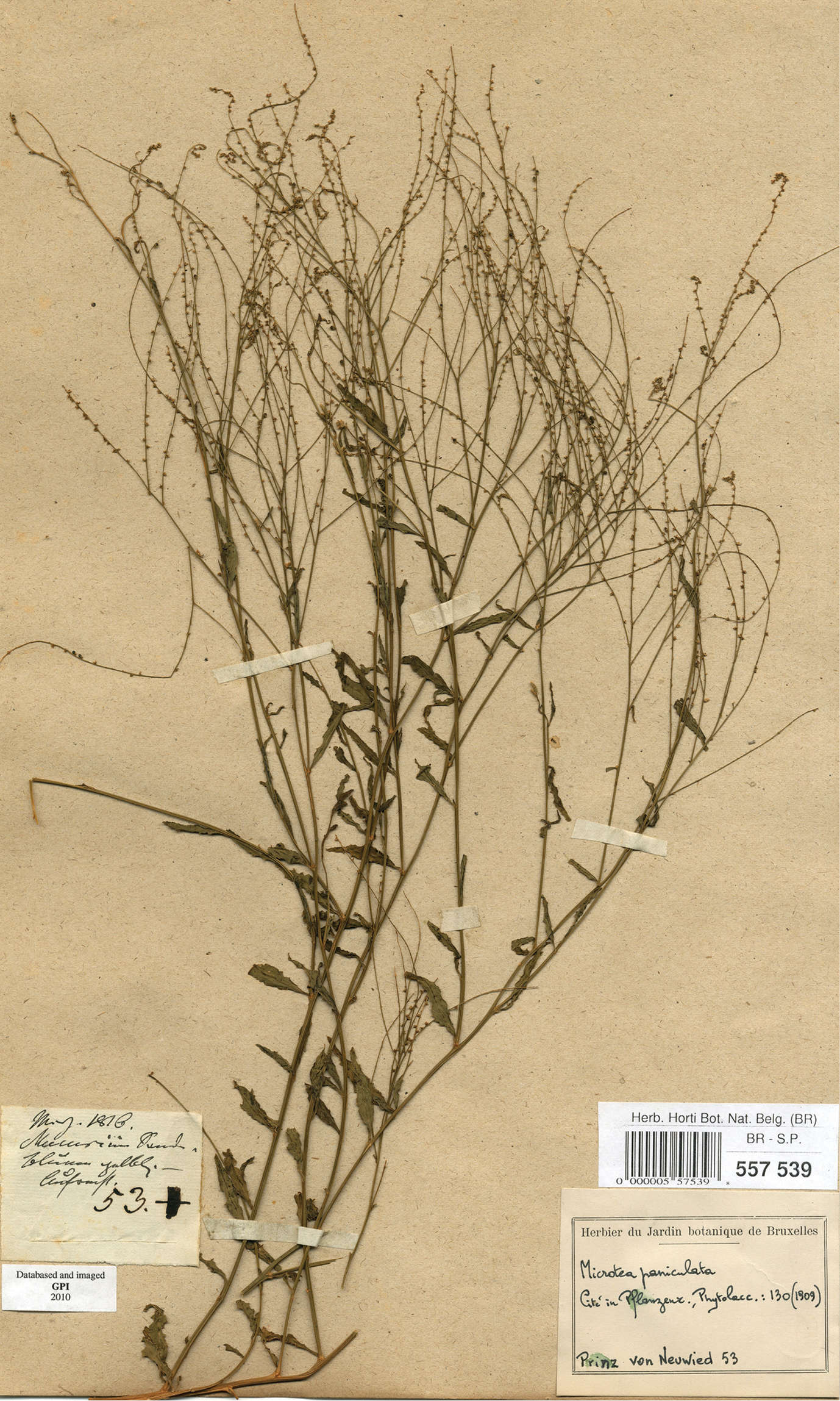 Image of <i>M. celosioides</i> (Spreng.) Moq. ex Sennikov & Sukhor.