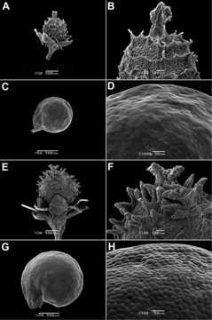 Sivun <i>M. papillosa</i> M. S. Marchioretto, J. C. de Siqueira, Pesquisas & Botânica kuva