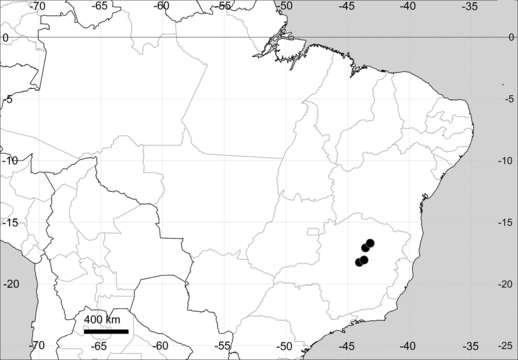 Sivun <i>M. papillosa</i> M. S. Marchioretto, J. C. de Siqueira, Pesquisas & Botânica kuva