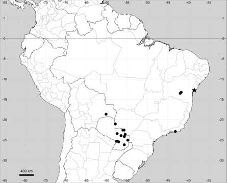 صورة <i>M. sulcicaulis</i> Chodat & Bull. Herb. Boissier