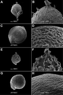 صورة <i>M. bahiensis</i> M. S. Marchioretto, J. C. de Siqueira, Pesquisas & Botânica