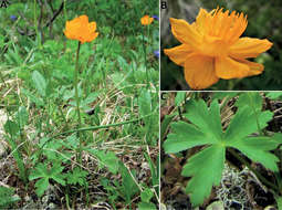 Image de <i>Trollius austrosibiricus</i> Erst & Luferov