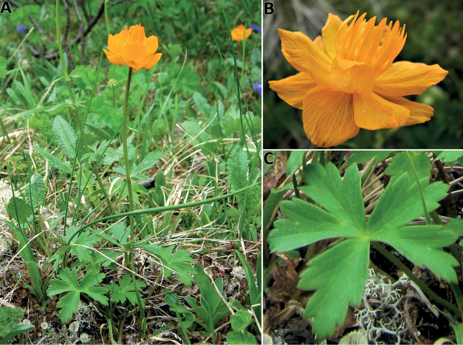 Image of <i>Trollius austrosibiricus</i> Erst & Luferov