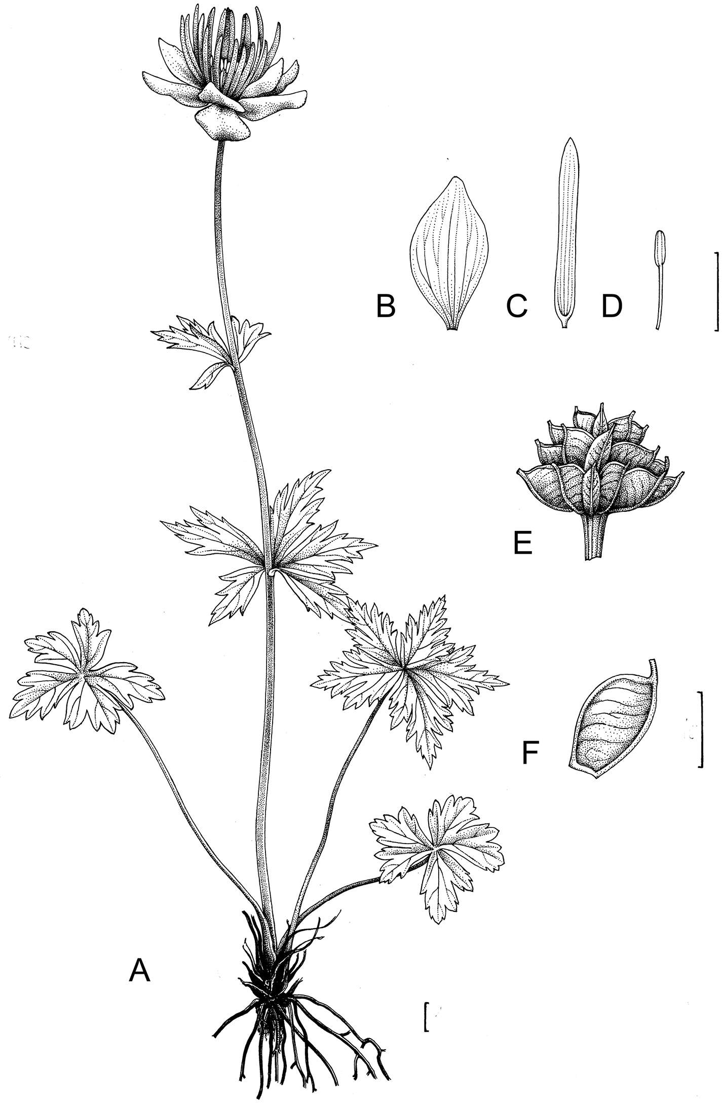 Image of <i>Trollius austrosibiricus</i> Erst & Luferov