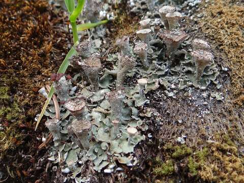 Image of Cladonia pocillum