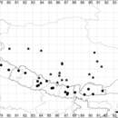 Plancia ëd Dysphania himalaica Uotila