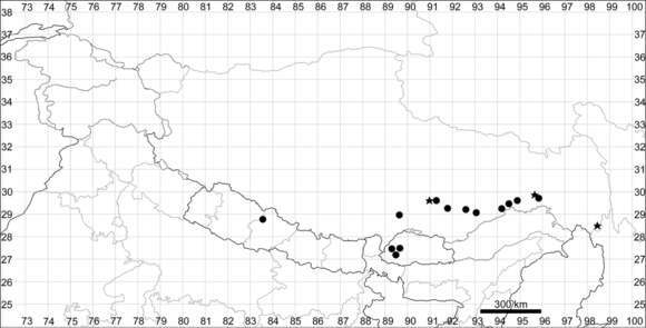 Plancia ëd Dysphania kitiae Uotila