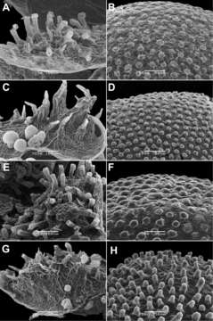 Image of Dysphania geoffreyi Sukhor.