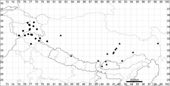 Image of Dysphania geoffreyi Sukhor.