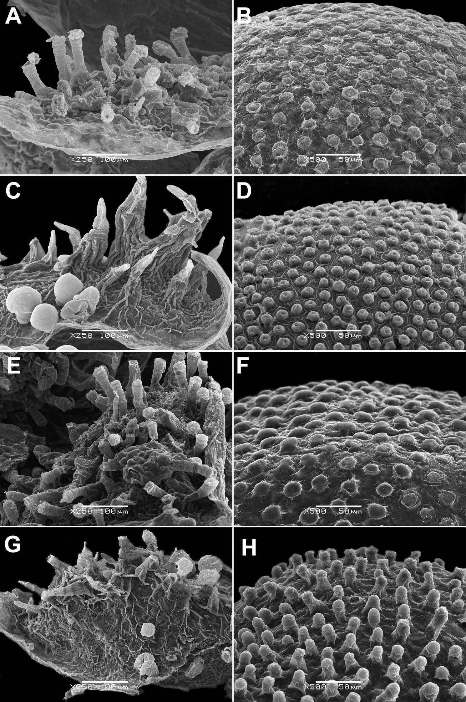 Dysphania neglecta Sukhor.的圖片