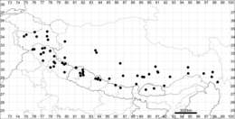 Image of Dysphania nepalensis (Link ex Colla) Mosyakin & Clemants