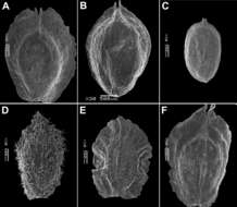 صورة Corispermum nanum Sukhor. & M. Zhang