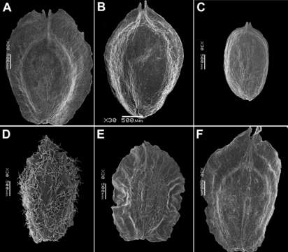 Image of Corispermum nanum Sukhor. & M. Zhang