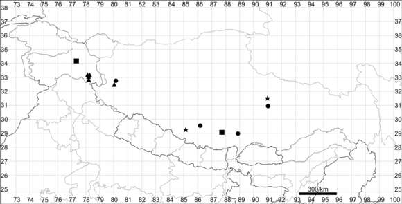 Image of Corispermum nanum Sukhor. & M. Zhang