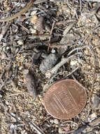 Image of Big-eared Woodrat