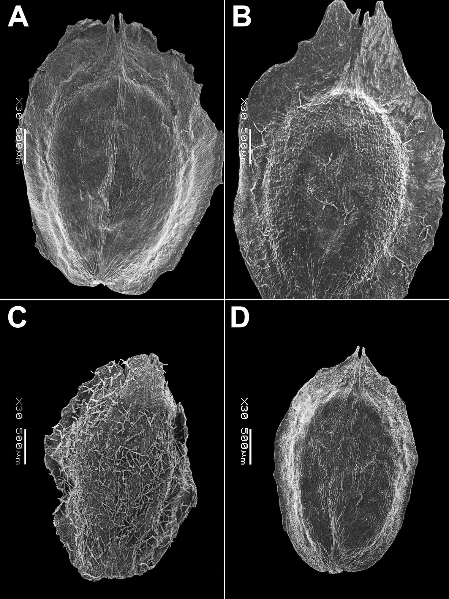 Image of Corispermum lhasaense C. P. Tsien & C. G. Ma