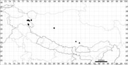 Слика од Corispermum lhasaense C. P. Tsien & C. G. Ma