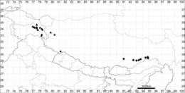 صورة Corispermum tibeticum Iljin