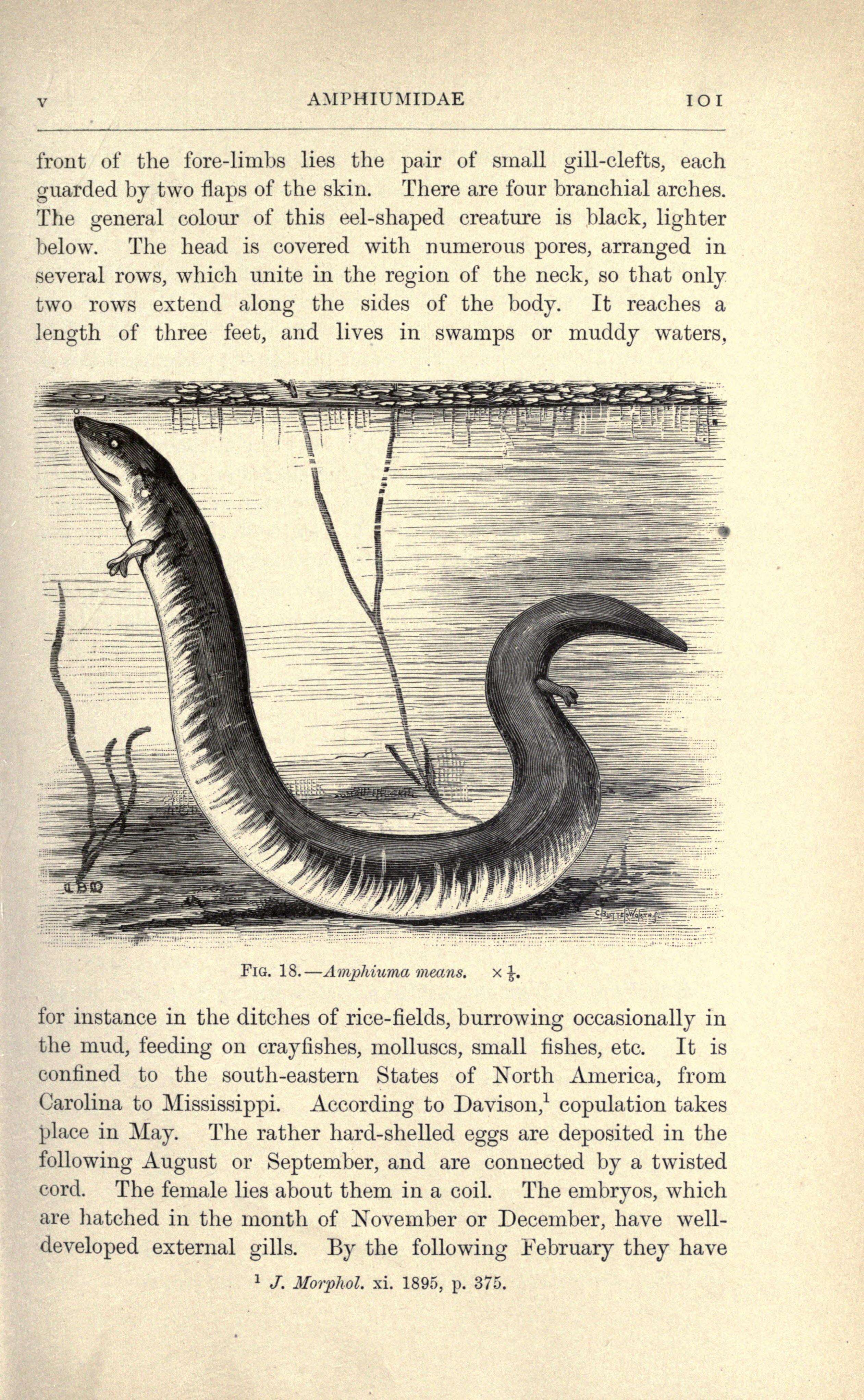 Image of Two-toed Amphiuma