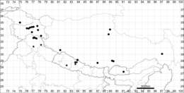 Plancia ëd Chenopodium prostratum Bunge ex Herder