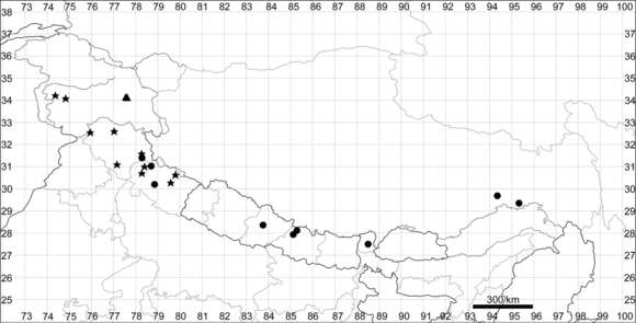 Plancia ëd Chenopodium novopokrovskyanum (Aellen) P. Uotila