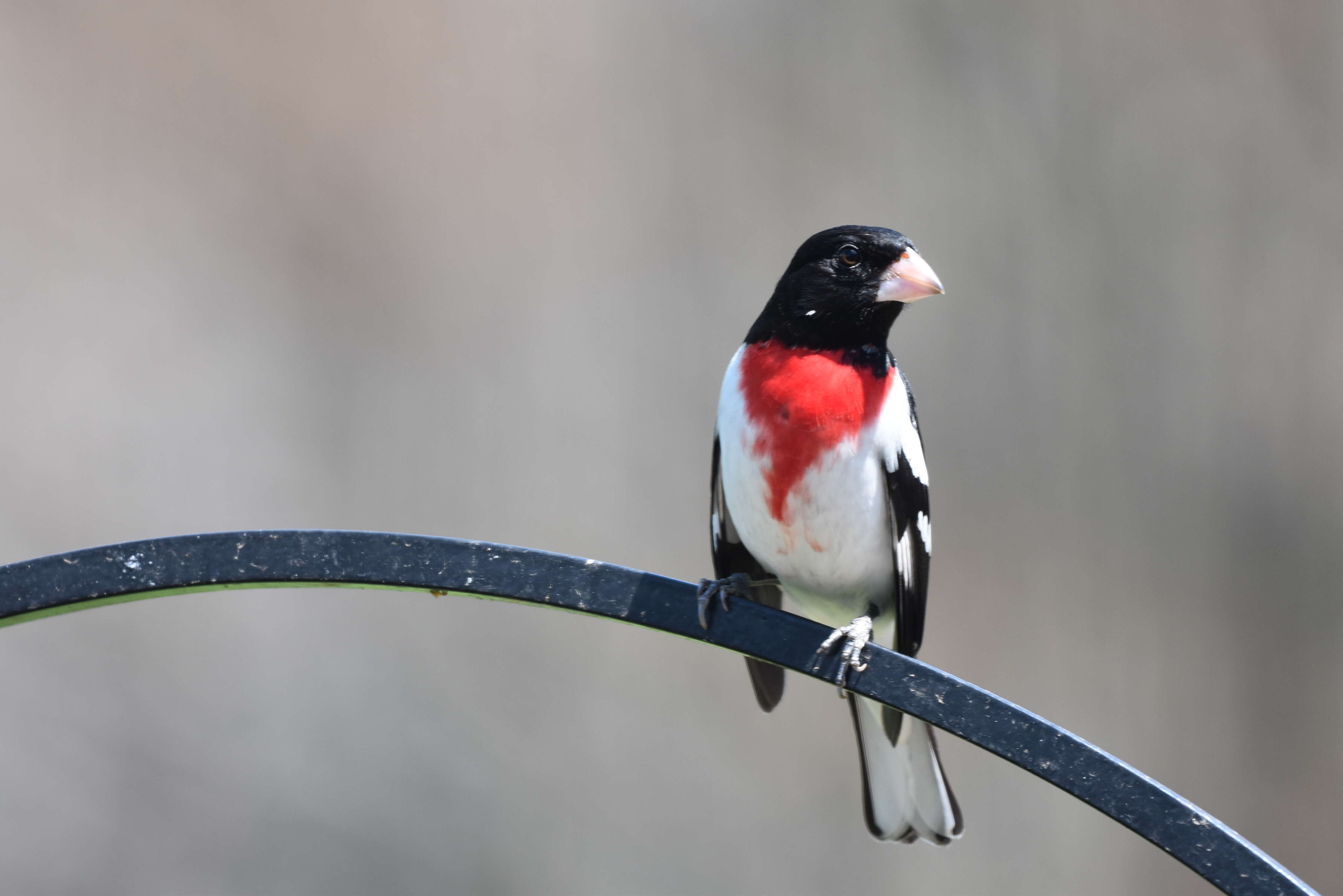 Image of Rose-breasted Grosbeak