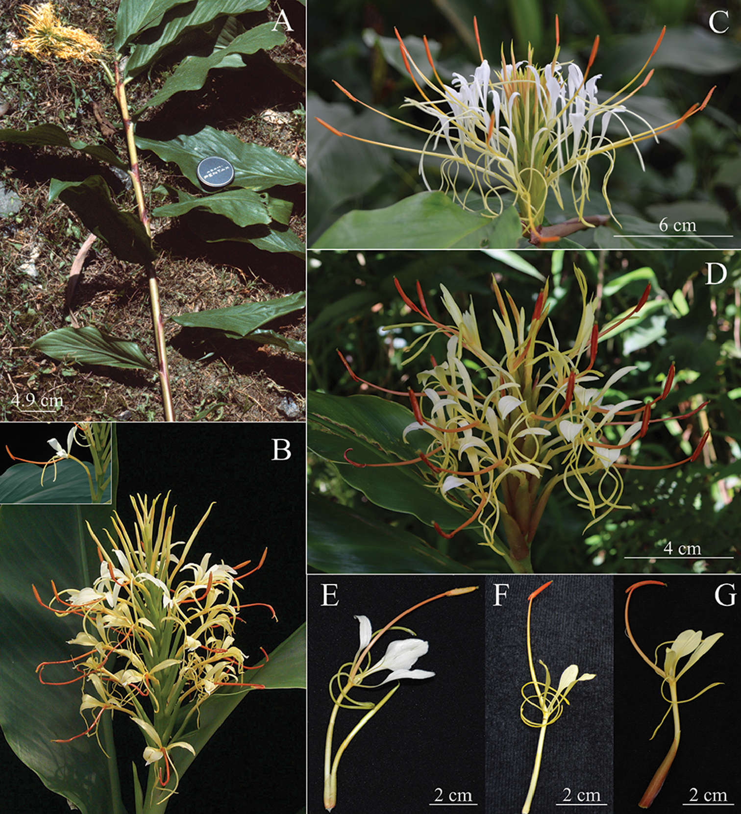 Image of <i>Hedychium ziroense</i> V. Gowda & Ashokan