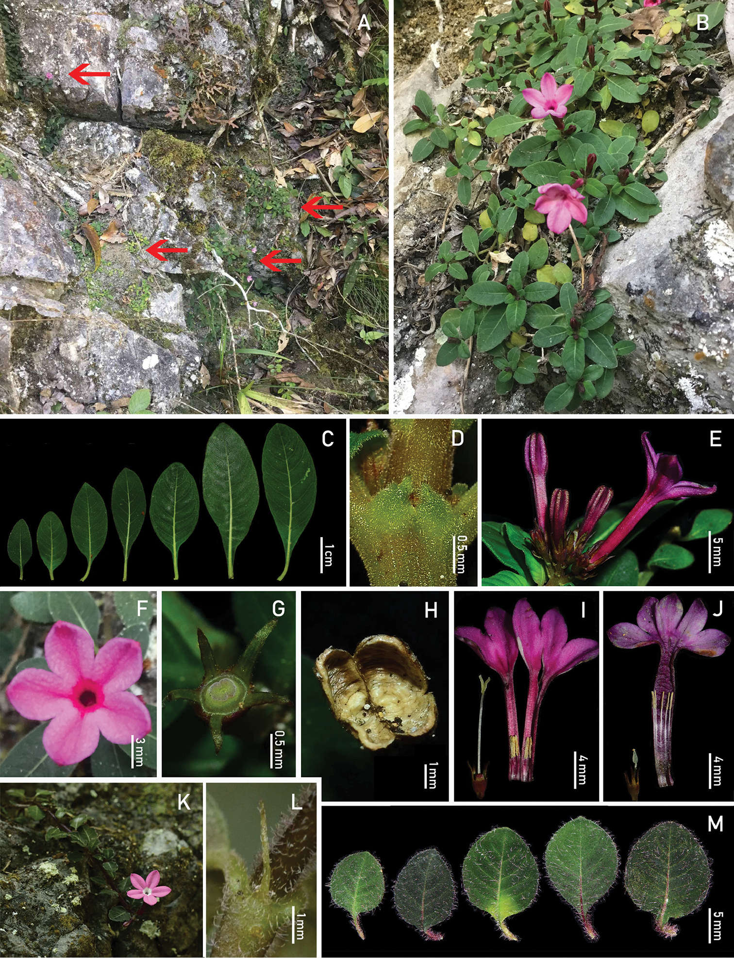 Image of <i>Spiradiclis karstana</i> L. Wu, X. Li & Q. R. Liu