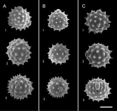 صورة Cirsium japonicum Fisch. ex DC.